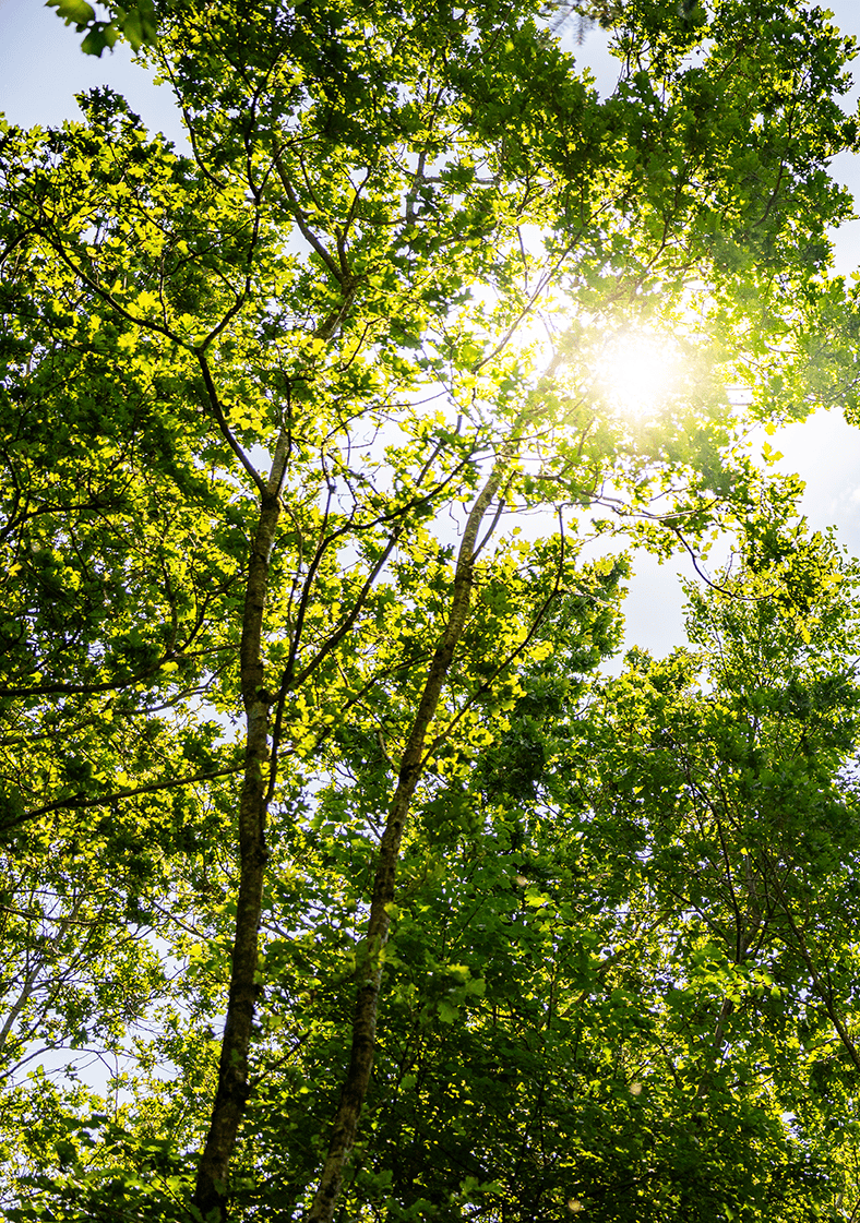 schöner Wald mit durchscheinender Sonne